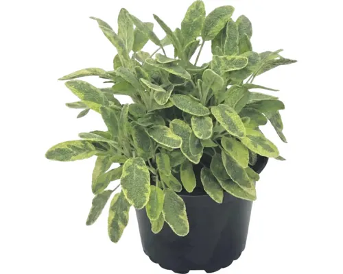 Salvie FloraSelf Salvia officinalis 'Ictarina' ghiveci Ø 12 cm buc