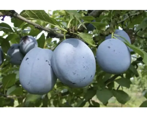 Pom fructifer prun Prunus domestica Cacanska Lepotica H 150 cm buc