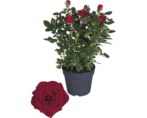 Trandafir floare mare FloraSelf Rosa Hybride Isabel H 40-50 cm ghiveci Ø 17 cm buc