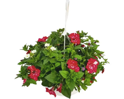 Amestec plante FloraSelf ghiveci cu agățătoare Ø 35 cm diferite sortimente buc