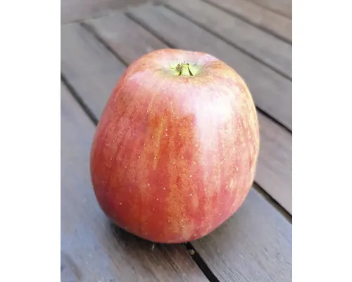 Bio Pom fructifer măr FloraSelf Bio Malus domestica 'Tulpenapfel' H ca. 150-180 cm buc