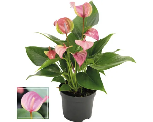 Floarea Flamingo FloraSelf Anthurium andreanum ' ' H 35-40 cm ghiveci Ø 12 cm buc