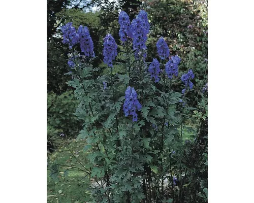 FloraSelf Aconitum carmichaelii 'Arendsii' Co 3 L buc