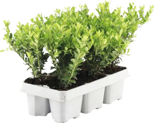 Ilex crenata 'Jenny' FloraSelf H 5-15 cm buc