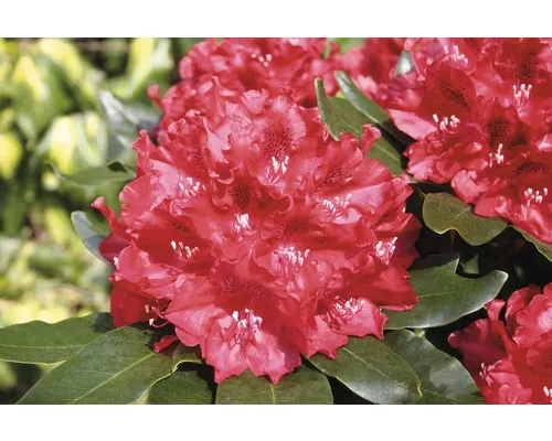 Rododendron FloraSelf Rhododendron Hybride 'Cherry Kiss' ® Co 6 L buc