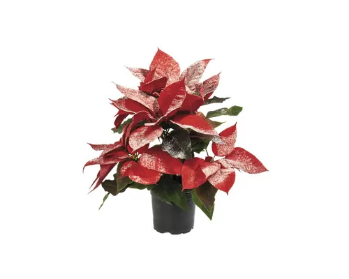 Crăciunița Poinsettia Euphorbia pulcherima H 20 cm ghiveci Ø 11 cm roșu cu sclipici buc