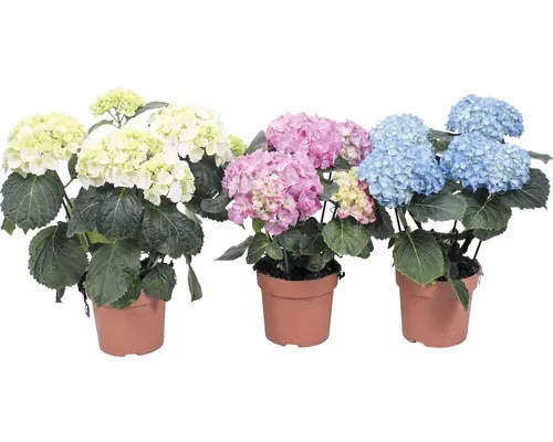 Hortensie FloraSelf Hydrangea macrophylla H 20 cm ghiveci Ø 7,5 cm buc