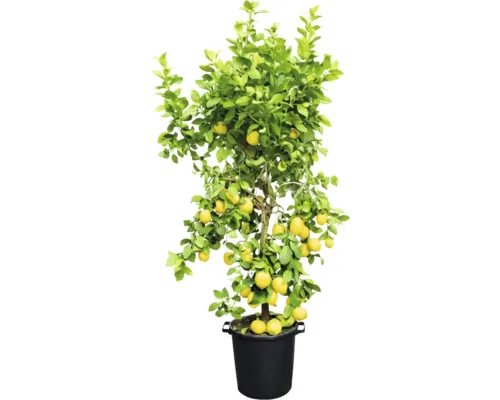Citrice mix H 130 cm ghiveci Ø 35 cm buc