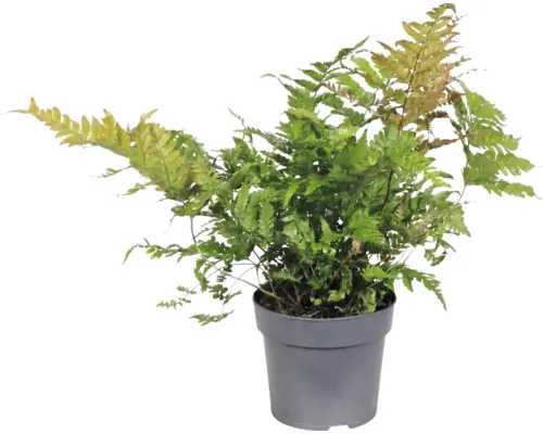 Ferigă FloraSelf Dryopteris erythrosora ghiveci Ø 14 cm buc