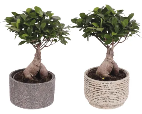 Ficus Bonsai FloraSelf Ficus microcarpa Ginseng ghiveci ceramică Ø 17 cm buc