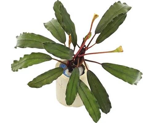 Plantă acvariu Bucephalandra brown ghost Easy 8 buc