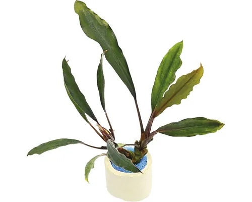 Plantă acvariu Bucephalandra Kapuas Hulu Easy 8 buc