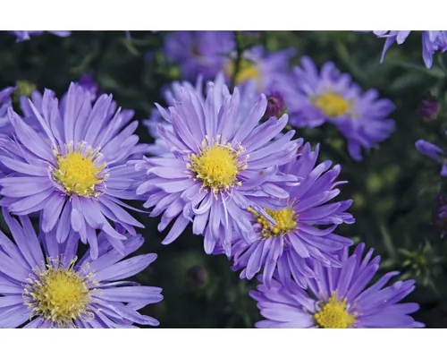 Ochiul Boului FloraSelf Aster dumosus hybride Co 3 L buc