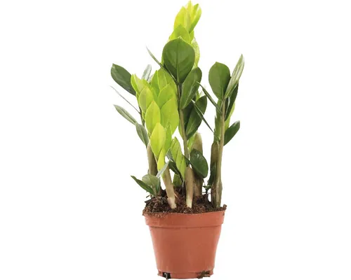 Planta ZZ FloraSelf Zamioculcas zamiifolia H 35 cm ghiveci Ø 10,5 cm buc