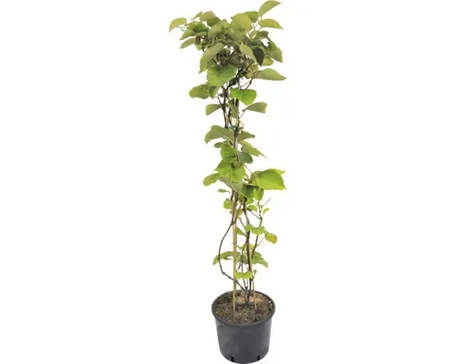 Arbust fructifer Kiwi FloraSelf Actinidia chinensis 'Skylet ' H 100-150 cm Co 7,5 L buc