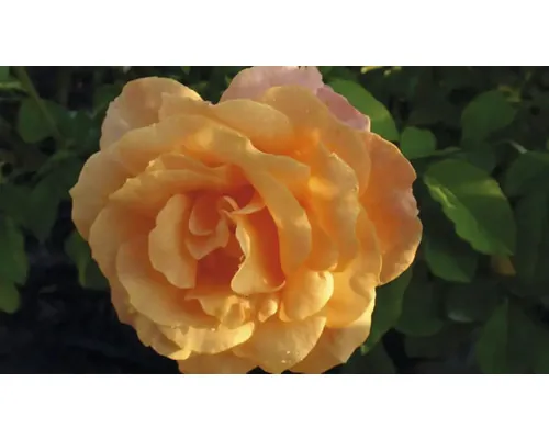 Butaș trandafir Teahibrid Beaute H 40 cm buc