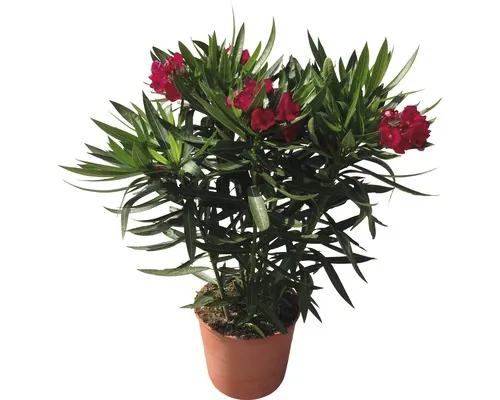 Leandru FloraSelf Nerium oleander H 30-40 cm ghiveci Ø 17 cm roșu buc