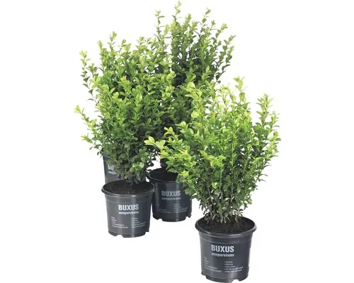 Cișmir pentru borduri și garduri vii FloraSelf Buxus Semprevirens H 8-12 cm buc