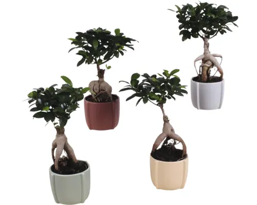 Ficus Bonsai FloraSelf Ficus microcarpa Ginseng H ca. 30 cm ghiveci ceramic Ø 12 cm buc