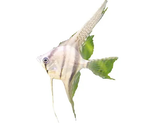 Scalar Pterophyllum scalare M 2,5-3 cm buc