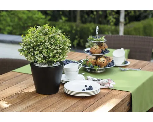 Coacăz Vaccinium BrazelBerry ® 'Berry Bux' ® H 10-12 cm Co 0,35 L buc