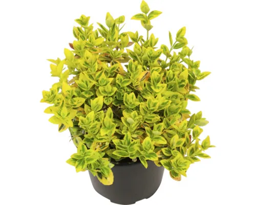 Salbă mare FloraSelf Euonymus fortunei 'Emerald n Gold' Ø 13 cm buc