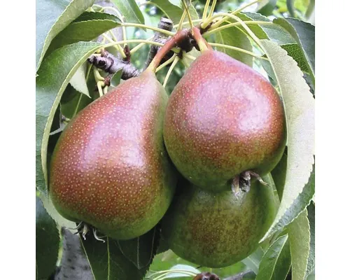Pom fructifer păr FloraSelf Pyrus communis 'Buna Luise' H 150-180 cm Co 6 L buc