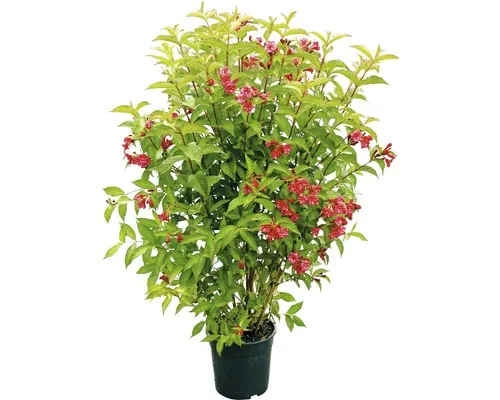 Veigela FloraSelf Weigela 'Bristol Ruby' H 80-100 cm Co 10 L buc
