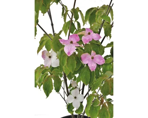 Corn chinezesc FloraSelf Cornus kousa 'Teutonia' Co 20 L buc