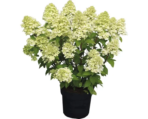 Hortensie FloraSelf Hydrangea paniculata 'Magical Candle' ® Co 6 L buc