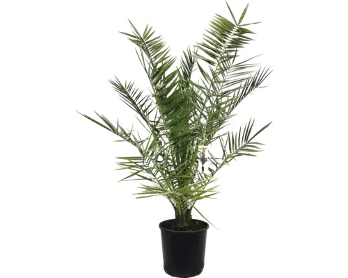 Palmier Phoenix canariensis ghiveci Ø 22 cm buc