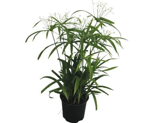 Papirus FloraSelf Cyperus diffusus H 50-60 cm ghiveci Ø 14 cm buc