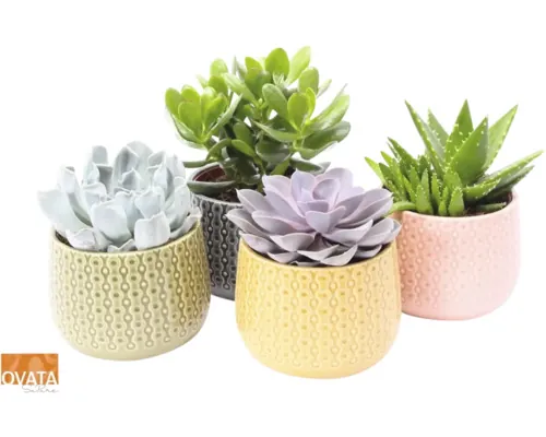 Plante suculente Mix ghiveci Ø 15 cm, diferite soiuri buc