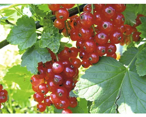 Coacăz FloraSelf Ribes rubrum 'Jonkheer van Tets' Co 5 L buc
