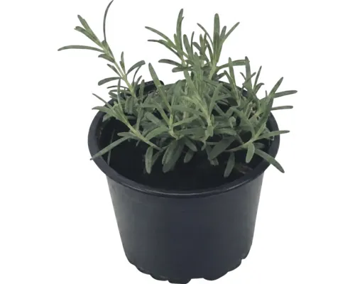Rozmarin FloraSelf Rosmarinus officinalis 'Blue Winter' ghiveci Ø 12 cm buc