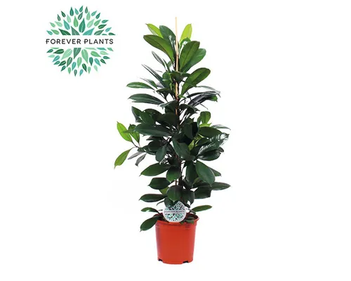 Smochinul African FloraSelf Ficus cyathistipula H ca. 105 cm ghiveci Ø 21 cm buc