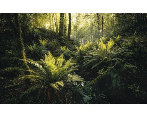 Fototapet vlies Komar SHX9-110 Fjordland Woods 450x280 cm buc