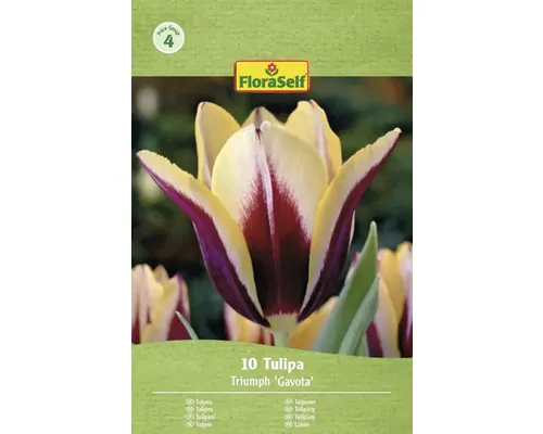 Bulbi de lalele FloraSelf Gavora 11/12 10 buc.