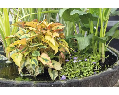 Plante iaz coș mix FloraSelf 45 cm buc