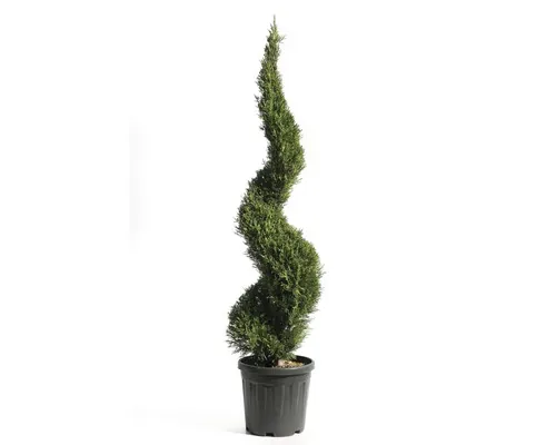 Chiparos FloraSelf Cupressocyparis leylandii 'Pyramidalis' H 125 cm buc