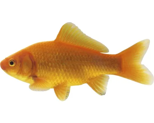 Caras roșu Carassius auratus red 9-11 cm buc