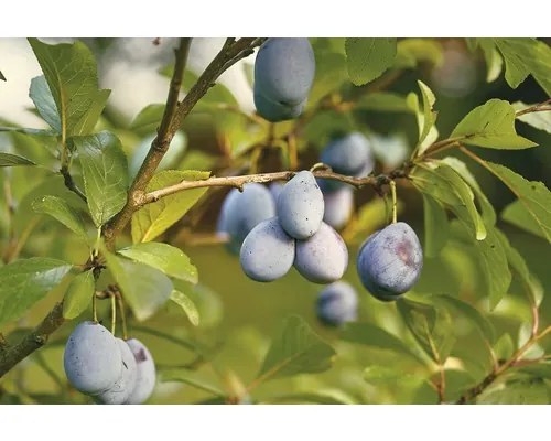Bio Pom fructifer prun autofertil FloraSelf Bio Prunus domestica 'Wangenheims Frühe' H 100-150 cm Co 7,5 L buc