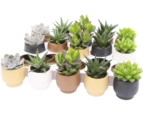 Cactus/Suculente Mix FloraSelf ghiveci Ø 5,5 cm diferite sortimente buc