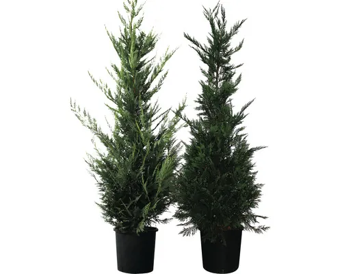 Chiparos FloraSelf Cupressocyparis leylandii H 175-200 cm Co 15 L buc