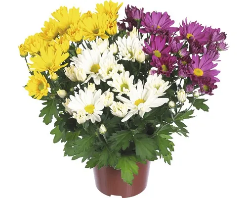 Crizantemă FloraSelf Chrysanthemum indicum 'Carnaval' ghiveci Ø 12 cm buc