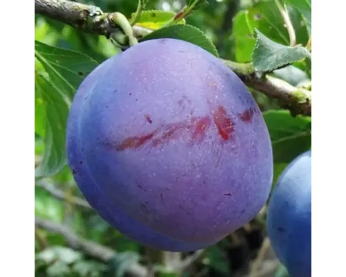 Pom fructifer prun Prunus domestica Anna Spath H 150 cm buc