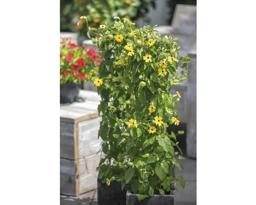 Tunbergia/ Suzana cu ochi negri FloraSelf Thunbergia alata H ca. 90 cm ghiveci Ø 19 cm buc