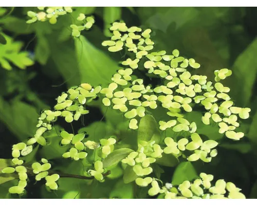 Plantă acvariu Lemna Minor Easy 4 buc