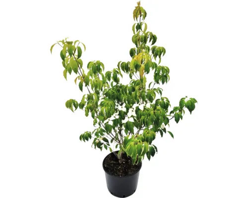 Corn chinezesc FloraSelf Cornus kousa 'Milky Way' Co 20 L buc