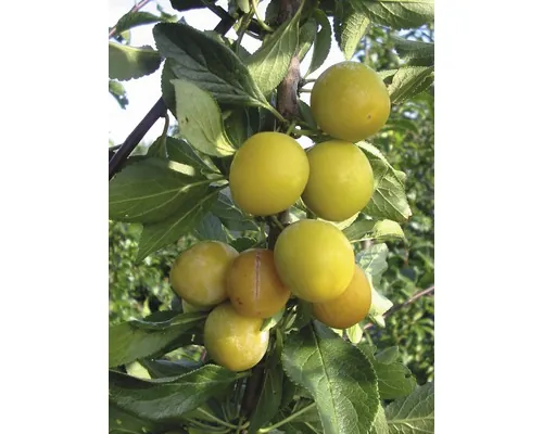 Bio Pom fructifer prun FloraSelf Bio Prunus domestica syriaca 'Nancy' H ca. 175 cm Co 7,5 L buc